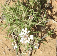 Iberis pectinata