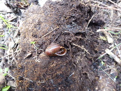 Helminthoglypta exarata