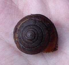 Helminthoglypta exarata