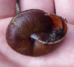 Helminthoglypta exarata