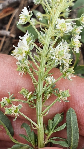 Reseda duriaeana (Reseda duriaeana)