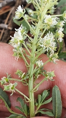 Reseda duriaeana image