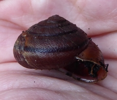 Helminthoglypta exarata