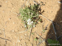 Iberis pectinata