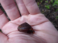 Helminthoglypta exarata