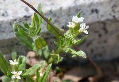 Tournefortia sibirica