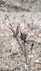 Astragalus suffruticosus