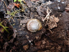 Helminthoglypta exarata