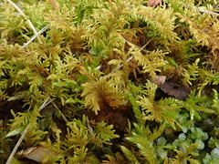 Thuidium assimile