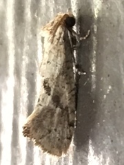 Acrolophus laticapitana