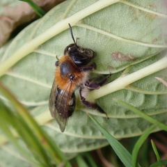 Andrena nitida