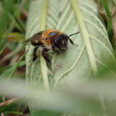 Andrena nitida