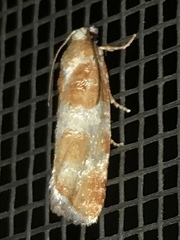 Retinia sabiniana