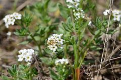 Tournefortia sibirica
