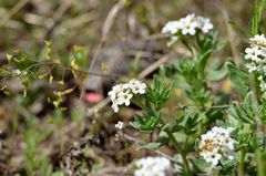 Tournefortia sibirica