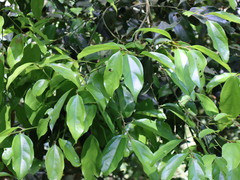 Cryptocarya chinensis