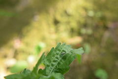 Eugnathus distinctus