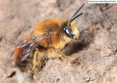 Anthophora plagiata