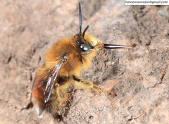 Anthophora plagiata