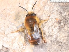 Anthophora plagiata