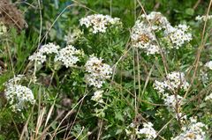 Tournefortia sibirica