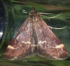 Pyrausta nicalis