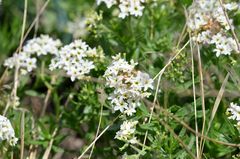 Tournefortia sibirica