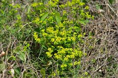 Euphorbia esula