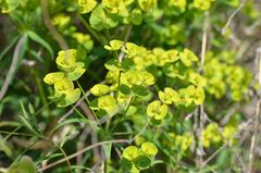 Euphorbia esula
