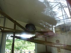 Prionailurus viverrinus