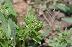 Tournefortia sibirica