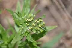 Tournefortia sibirica