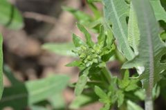 Tournefortia sibirica