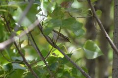 Phylloscopus inornatus