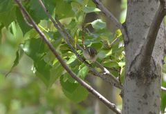 Phylloscopus inornatus
