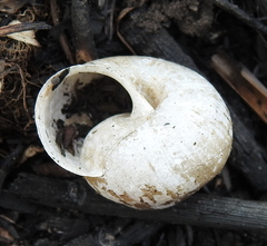 Fruticicola fruticum