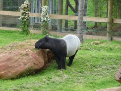 Tapirus indicus