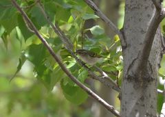 Phylloscopus inornatus