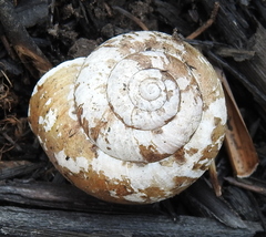 Fruticicola fruticum
