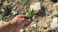 Euclea schimperi daphnoides