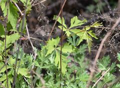 Ampelopsis aconitifolia