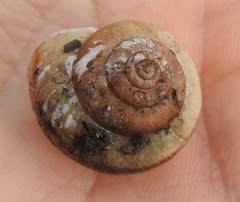 Fruticicola fruticum