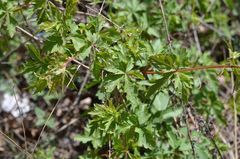 Ampelopsis aconitifolia