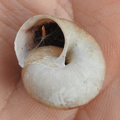 Fruticicola fruticum