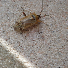 Harpocera thoracica