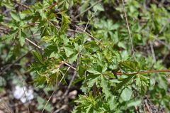 Ampelopsis aconitifolia