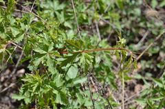 Ampelopsis aconitifolia