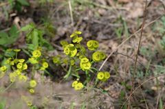 Euphorbia esula