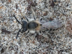 Andrena barbilabris