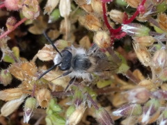 Andrena barbilabris